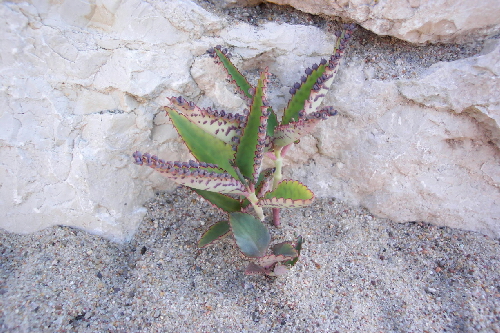 bryophyllum daigremontiana